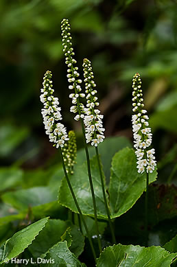 image of Galax urceolata, Galax, Beetleweed