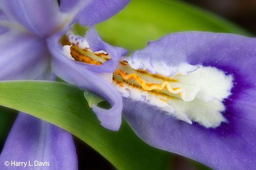 image of Iris cristata, Dwarf Crested Iris