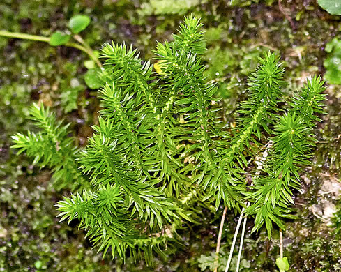 image of Huperzia porophila, Rock Clubmoss, Rock Firmoss