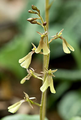 image of Neottia smallii, Kidneyleaf Twayblade, Appalachian Twayblade, Small's Twayblade