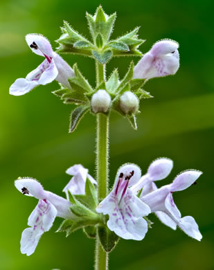 image of Stachys caroliniana, Carolina Hedgenettle