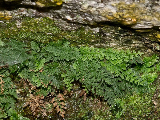 image of Vandenboschia boschiana, Appalachian Filmy-fern, Appalachian Bristle Fern