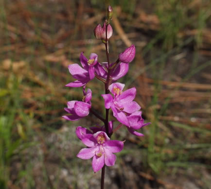 image of Calopogon multiflorus, Many-flowered Grass-pink