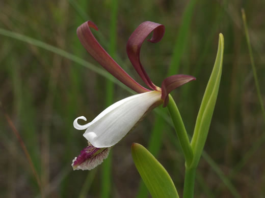 image of Cleistesiopsis bifaria, Appalachian Dragonhead Pogonia, Appalachian Small Spreading Pogonia, Smaller Rosebud Orchid, Upland Spreading Pogonia