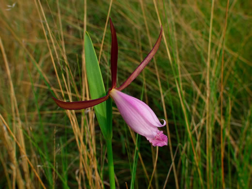 Large Dragonhead Pogonia