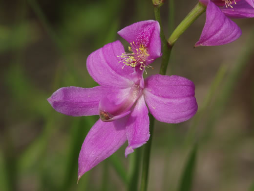 image of Calopogon oklahomensis, Oklahoma Grass-pink