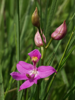 image of Calopogon oklahomensis, Oklahoma Grass-pink