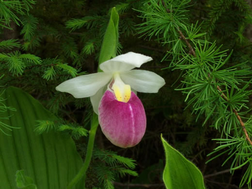 image of Cypripedium reginae, Showy Lady's Slipper, Queen Lady's Slipper