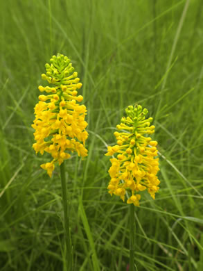 image of Platanthera integra, Yellow Fringeless Orchid, Golden Frog Orchid, Golden Fringeless Orchid