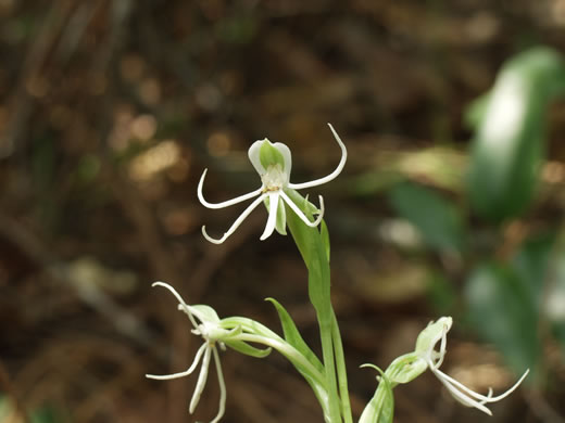 image of Habenaria quinqueseta, Michaux's Orchid, Long-horned Habenaria
