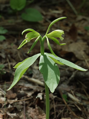 Isotria medeoloides, Small Whorled Pogonia, Little Five-leaves
