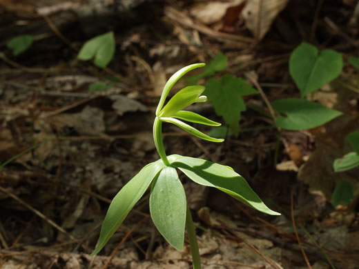 image of Isotria medeoloides, Small Whorled Pogonia, Little Five-leaves