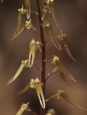 image of Neottia bifolia, Southern Twayblade