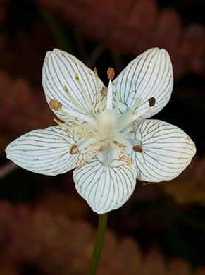 Carolina Grass-of-Parnassus