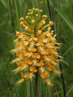 image of Platanthera ciliaris, Yellow Fringed Orchid