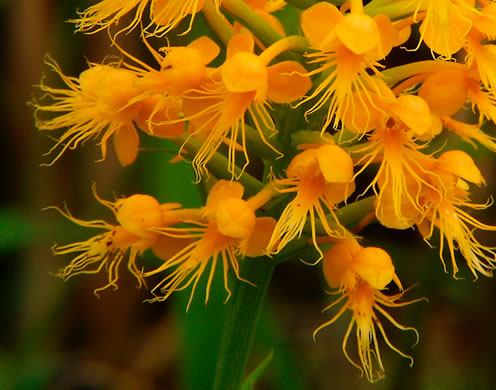 image of Platanthera cristata, Crested Fringed Orchid, Golden Fringed Orchid