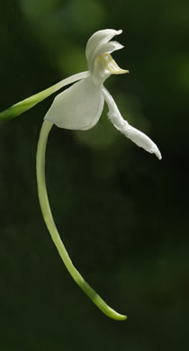 image of Platanthera integrilabia, Monkey-face Orchid, White Fringeless Orchid
