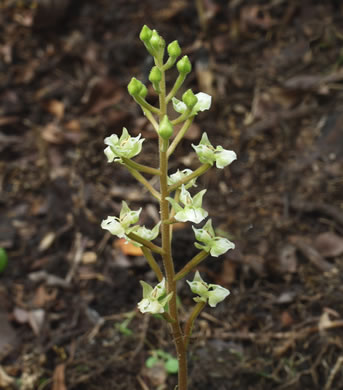 image of Ponthieva racemosa, Shadow Witch, Ponthieu's Orchid, Shadow-witch Orchid