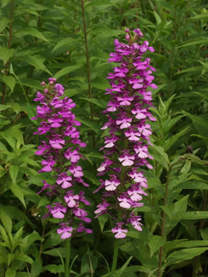 image of Platanthera peramoena, Purple Fringeless Orchid, Purple Spire Orchid, Pride-of-the-peak