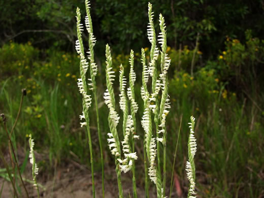 image of Spiranthes laciniata, Lace-lip Ladies'-tresses, Lace-lip Spiral Orchid