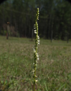 image of Spiranthes floridana, Florida Ladies'-tresses