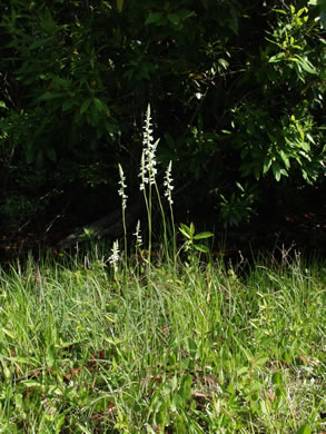image of Spiranthes praecox, Grassleaf Ladies'-tresses, Giant Ladies'-tresses