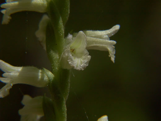 image of Spiranthes sylvatica, Woodland Ladies'-tresses, Pale Green Ladies'-tresses