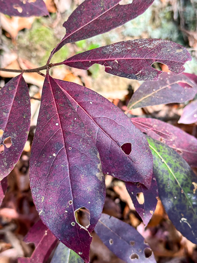 image of Symplocos tinctoria, Horsesugar, Sweetleaf, Dyebush