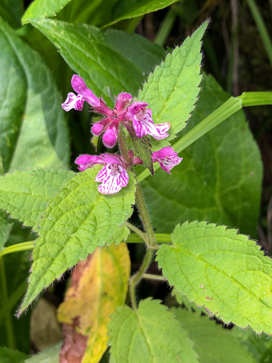 image of Stachys clingmanii, Clingman's Hedgenettle