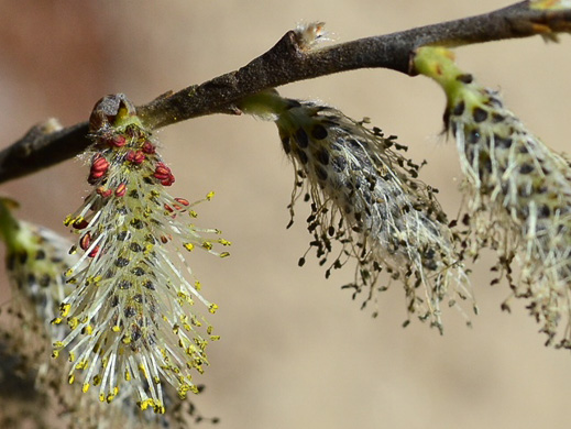 image of Salix humilis, Upland Willow, Prairie Willow