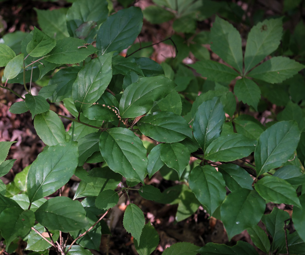 image of Schisandra glabra, Bay Star-vine, Climbing-magnolia, Magnolia-vine