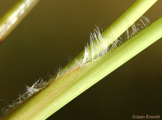 image of Imperata cylindrica, Cogongrass, Bloodroot Grass, Brazilian Satintail