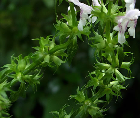 image of Stachys tenuifolia, Smooth Hedgenettle