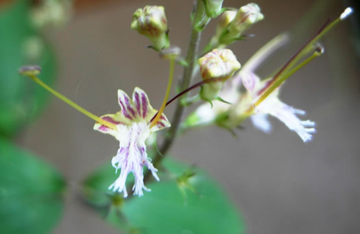 image of Collinsonia tuberosa, Tuberous Horsebalm, Stoneroot, Deepwoods Horsebalm