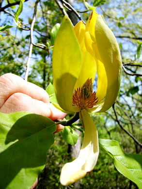 image of Magnolia acuminata var. subcordata, Piedmont Cucumber Magnolia, Yellow Cucumber-tree, Showy Cucumber Magnolia
