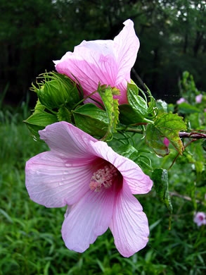 image of Hibiscus laevis, Halberdleaf Rosemallow, Rose Hibiscus, Smooth Rosemallow, Showy Hibiscus
