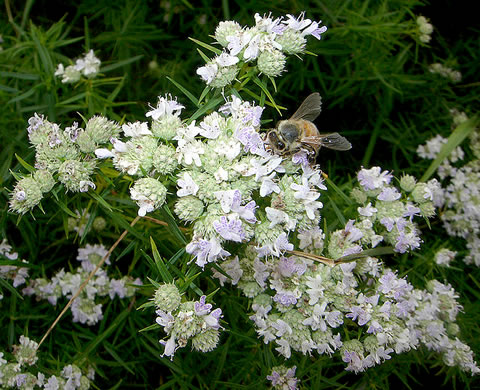 image of Pycnanthemum tenuifolium, Narrowleaf Mountain-mint, Slender Mountain-mint, Savanna Mountain-mint