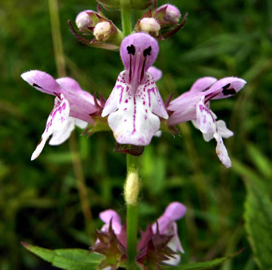 flower of Stachys latidens, Broadtooth Hedgenettle