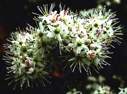 image of Kalmia buxifolia, Sand-myrtle, Mountain Myrtle