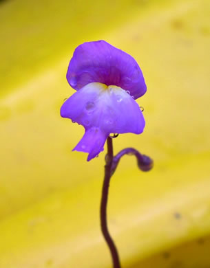 image of Utricularia purpurea, Purple Bladderwort