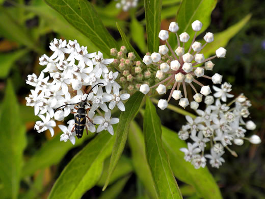 image of Asclepias perennis, Swamp Milkweed, Swampforest Milkweed, Swamp White Milkweed, Aquatic Milkweed