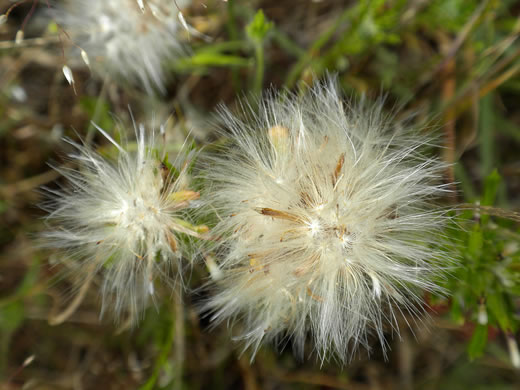 image of Facelis retusa, Trampweed, Fluffweed