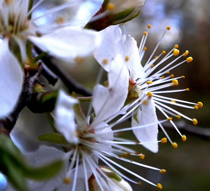 image of Prunus americana, American Wild Plum, Wild Plum