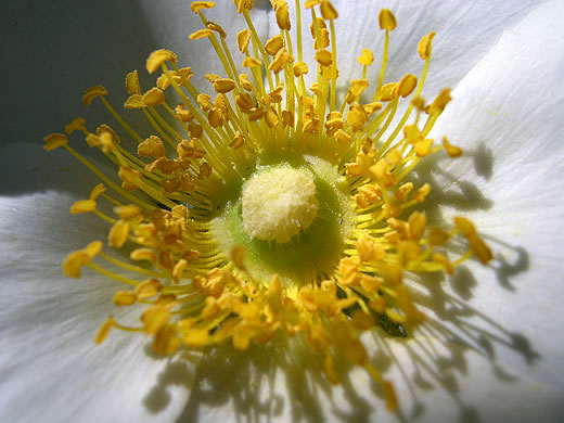 image of Rosa laevigata, Cherokee Rose