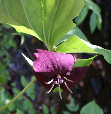 Trillium vaseyi, Vasey's Trillium, Sweet Trillium, Sweet Beth