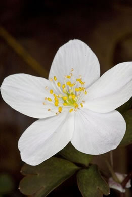 flower of Enemion biternatum, False Rue-anemone, Isopyrum