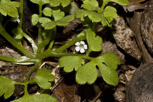 image of Nemophila aphylla, Baby Blue Eyes, Small-flower Baby-blue-eyes, White Nemophila, Eastern Baby-blue-eyes