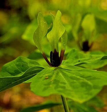 image of Trillium oostingii, Wateree River Trillium