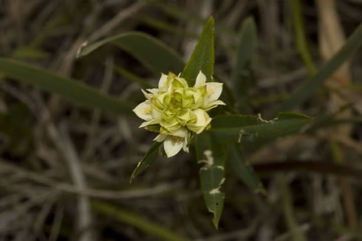 image of Ludwigia suffruticosa, Shrubby Seedbox