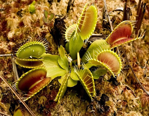 image of Dionaea muscipula, Venus Flytrap, Meadow Clam, Tippitiwitchet